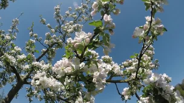 Apfelblüte Deutschland — Stockvideo