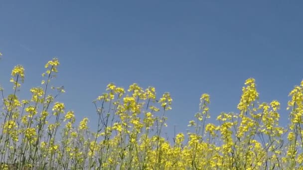 Repcemező Virágzik — Stock videók