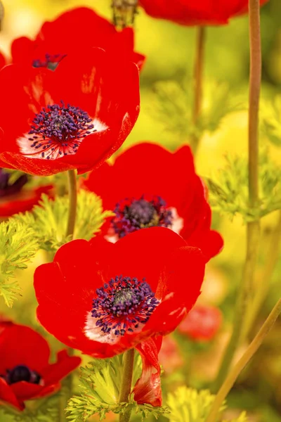 春季红色罂粟花朵 — 图库照片