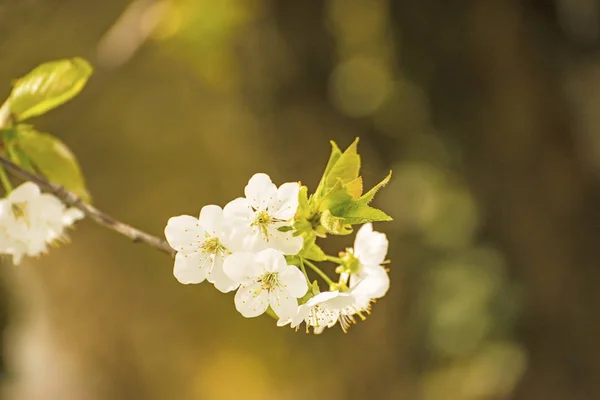 Cherry blossom, branch with flowers — Stock Photo, Image