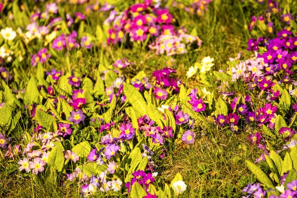 Primroses in spring in a German garden — Stock Photo, Image