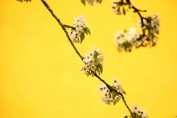 Cherry blossom, branch with flowers — Stock Photo, Image