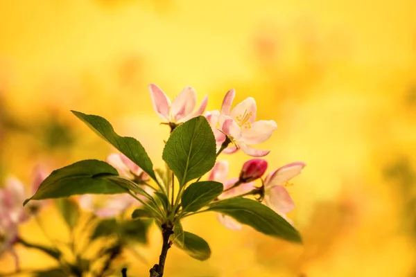 Cherry blossom, branch with flowers — Stock Photo, Image