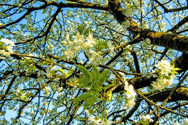 Fleur de cerisier sur un ciel bleu — Photo