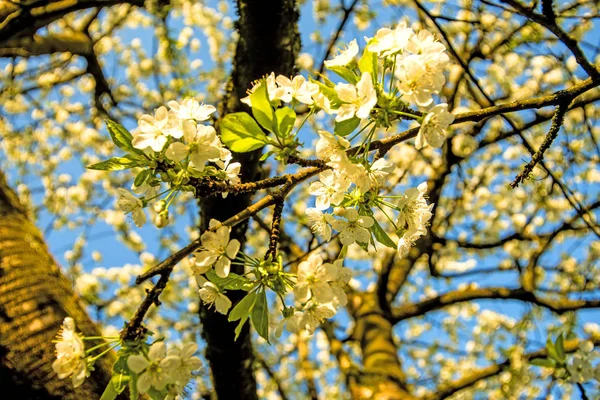 Cherry blossom on a blue sky — Stock Photo, Image