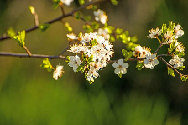 Blackthorn blossom in spring — Stock Photo, Image