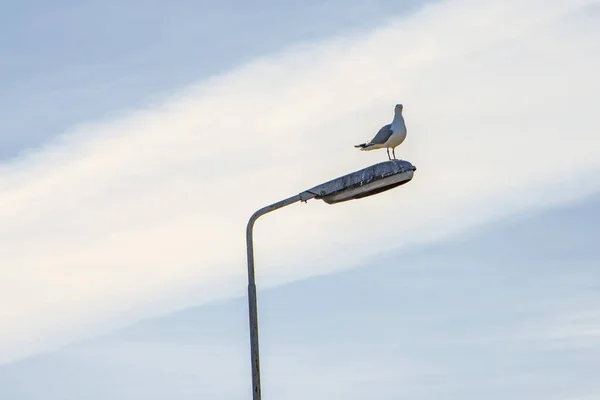 Herring gull on a street lantern — Stock Photo, Image