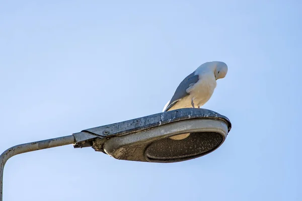 Ρέγγα gull σε ένα δρόμο φανάρι — Φωτογραφία Αρχείου