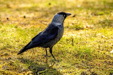 Polonya yeşil bir çayırda üzerinde kukuletalı karga