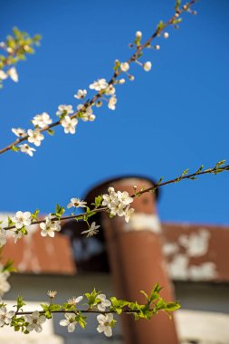 mavi bir gökyüzünde Mirabelle çiçeği