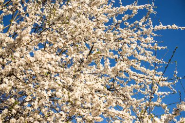 mavi bir gökyüzünde Mirabelle çiçeği