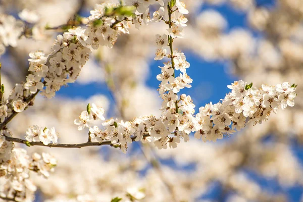 Mirabelle blossom on a blue sky — Stock Photo, Image