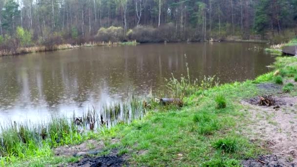 Kleiner See Einem Moorreservat Polen — Stockvideo
