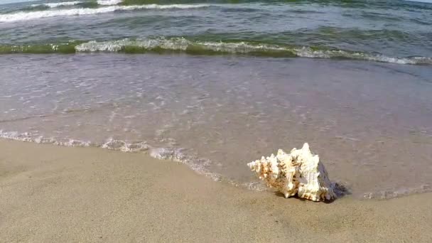 Sapo Gigante Shell Uma Praia — Vídeo de Stock