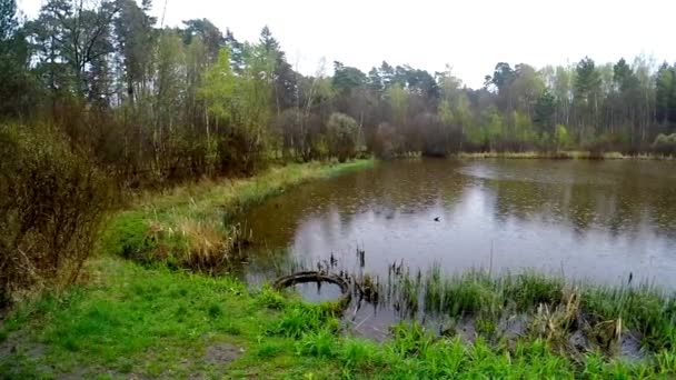 Pequeno Lago Uma Reserva Charneca Polônia — Vídeo de Stock