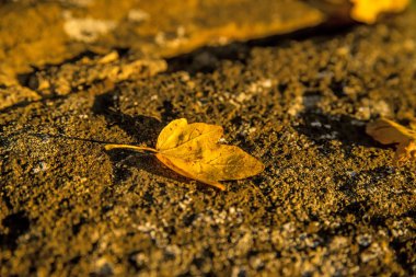 Kale duvarında sonbahar renklerinde akçaağaç yaprağı