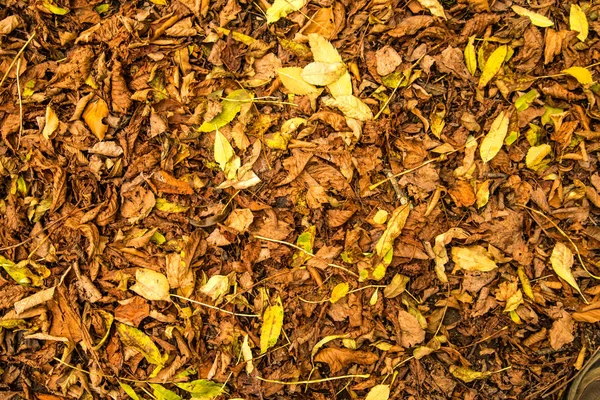 autumnal painted leaves in warm, sunny color on a meadow