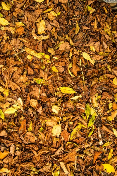 Folhas pintadas outonalmente na cor quente, ensolarada em um prado — Fotografia de Stock