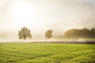 Sonbaharda sis içindeki kel kireç ağaçları 