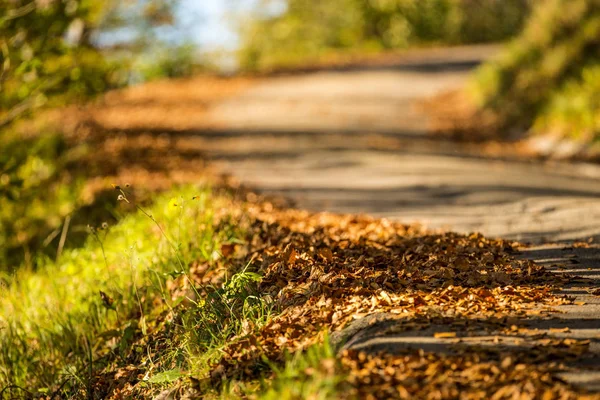 Осенний окрашены листья в теплый, солнечный цвет на пути — стоковое фото