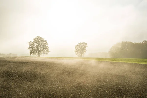 Kahle Linden im Nebel im Herbst — Stockfoto