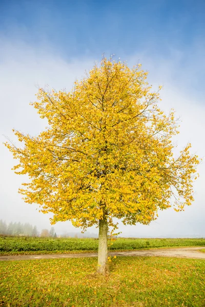 가을철에 황금빛 잎이 달린 석회 나무 — 스톡 사진