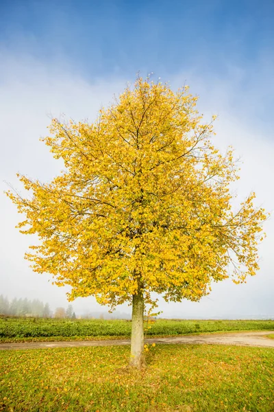 Linde mit goldenen Blättern im Herbst — Stockfoto