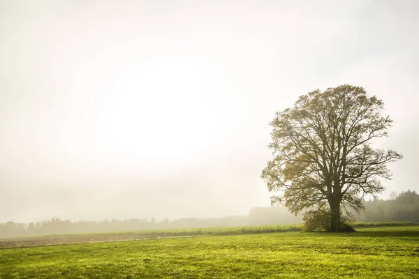 Kahle Linde im Nebel im Herbst — Stockfoto