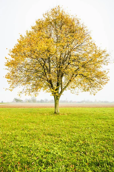 Tiglio con foglie dorate in autunno — Foto Stock