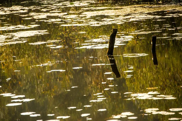 Lagoa com folhas no outono na luz traseira — Fotografia de Stock