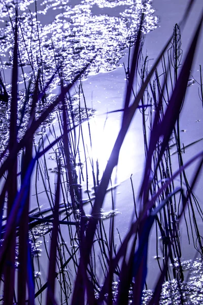 Lagoa com cattail na luz da lua azul — Fotografia de Stock