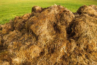 gübre tepenin bir çayırda