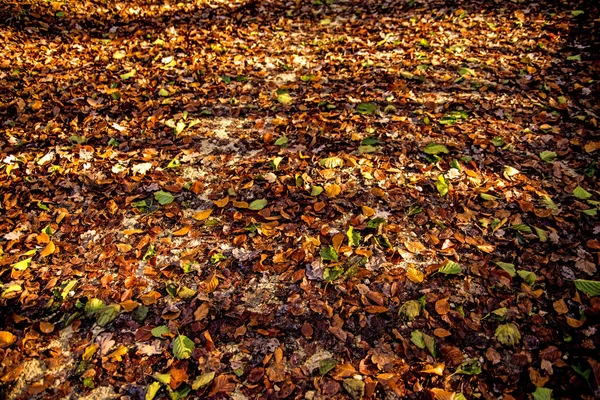 Hojas en otoño en un camino con sol y sombra — Foto de Stock