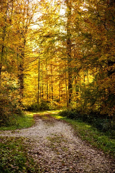 Sonbaharda ormanın yolu — Stok fotoğraf