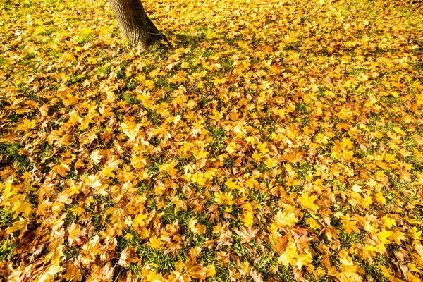 Çayırdaki sıcak, güneşli yapraklarla boyanmış sonbahar yaprakları — Stok fotoğraf