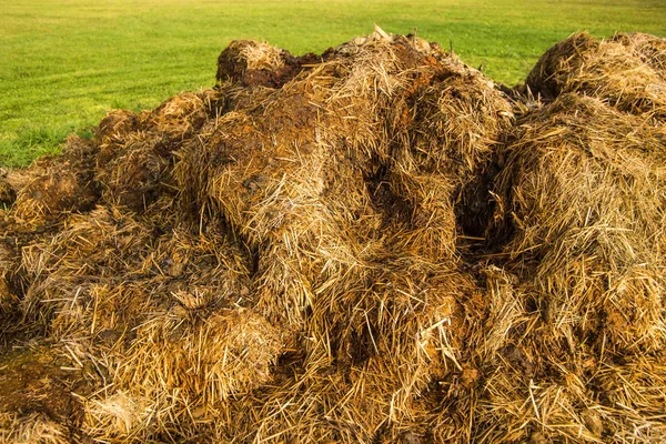 Colina de esterco em um prado — Fotografia de Stock