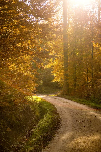 Bosque en otoño con camino y rayos de sol — Foto de Stock