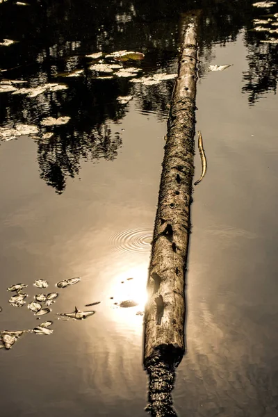 Pond with swimming tree trunk in back light — Stock Photo, Image