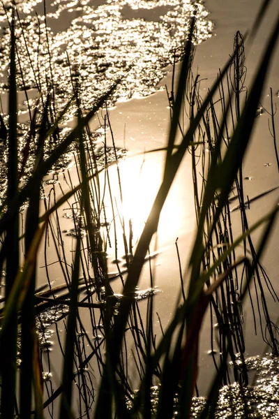 Pond with cattail in autumn in back light — Stock Photo, Image