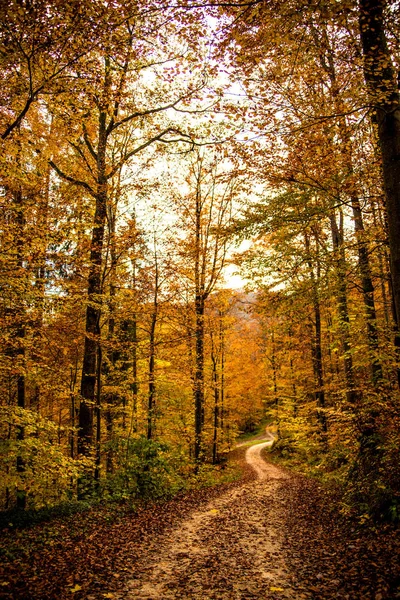 Almanya 'da sonbaharda orman — Stok fotoğraf
