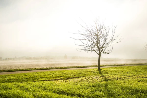Nebel im Herbst über Feldern mit kahlem Baum — Stockfoto