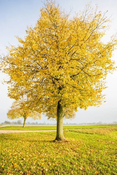 Linde mit goldenen Blättern im Herbst — Stockfoto