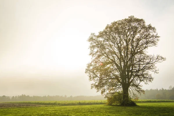 Bald lime tree in fog in autumn — Stock Photo, Image