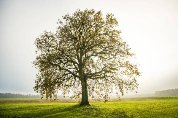 Kahle Linde im Nebel im Herbst — Stockfoto