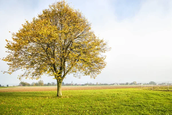 Lime tree with golden leaves in autumn — Stock Photo, Image