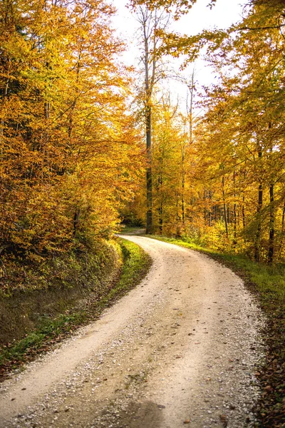 Forest in autumn with way in Germany — Stock Photo, Image