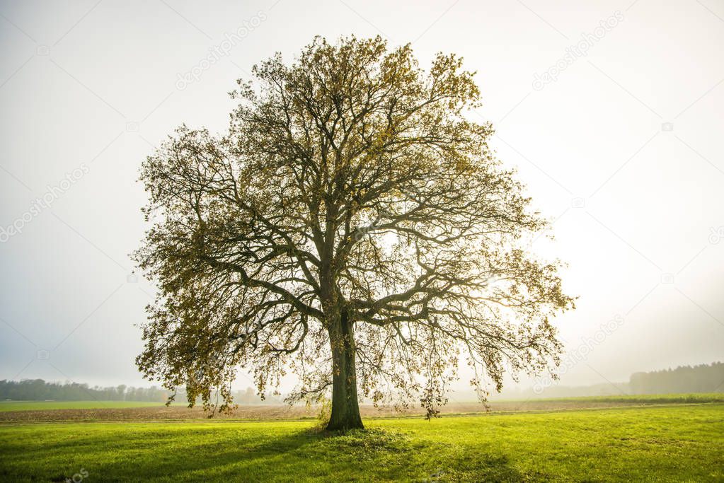 bald lime tree in fog in autumn 