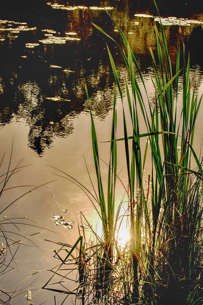 Dam med cattail i efteråret i baggrundslys - Stock-foto