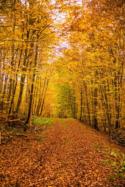 Bosque en otoño con camino en Alemania — Foto de Stock