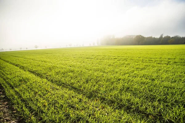 Nebel im Herbst über Feld mit Winterweizen — Stockfoto